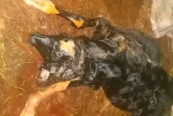 ولادة عجل برأسين ريف الدريكيش