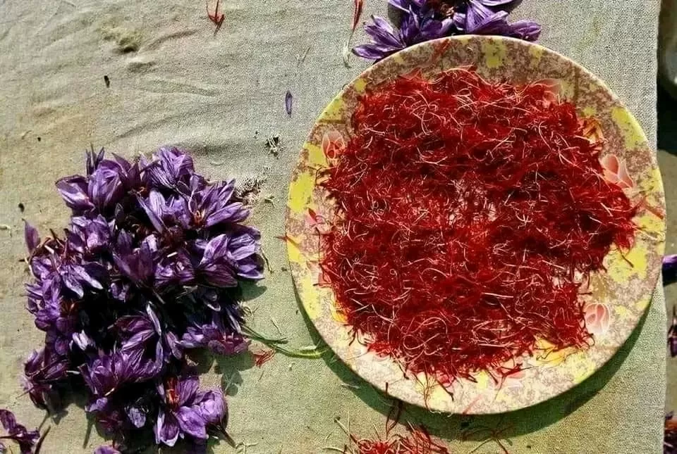 معلومات عن اماكان زراعة الزعفران 