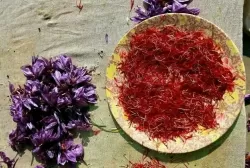 معلومات عن اماكان زراعة الزعفران